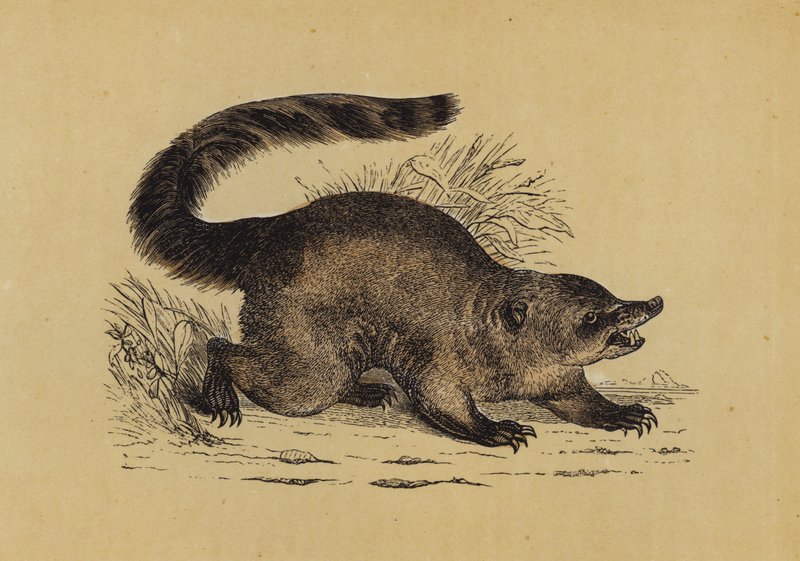Coati - English School