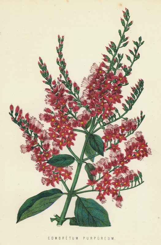 Combretum Purpureum - English School