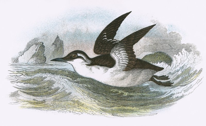 Guillemot de Troïl - English School