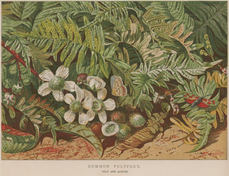 Polypode commun - English School