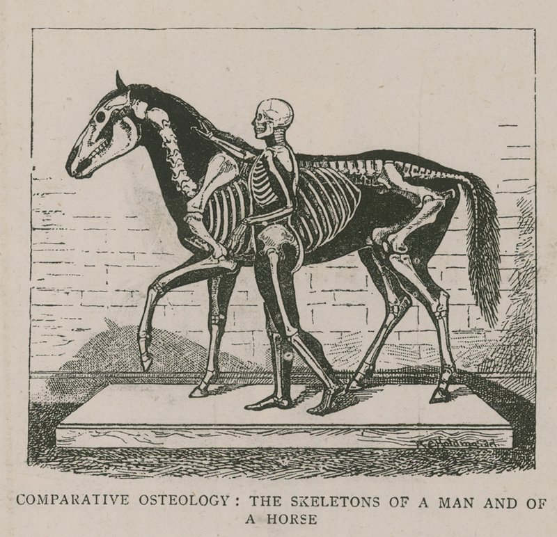 Ostéologie comparative - English School