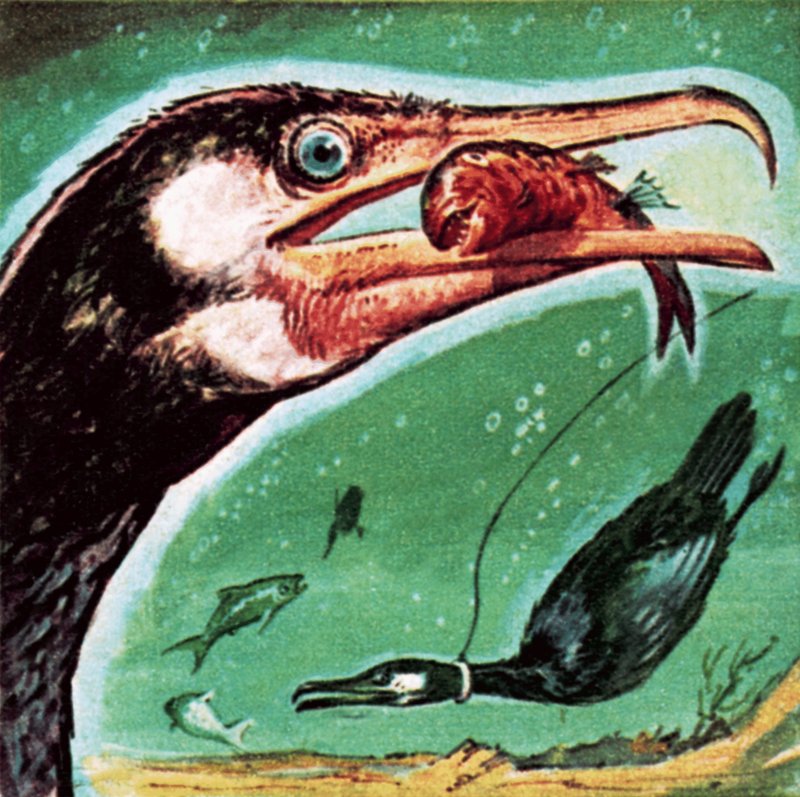 Cormoran - English School