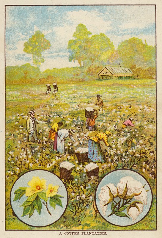 Plantation de coton - English School