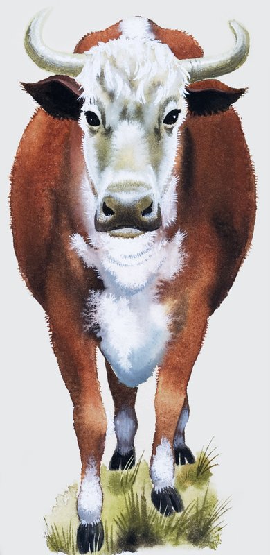 Vache - English School