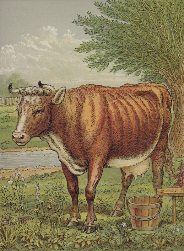 Vache - English School