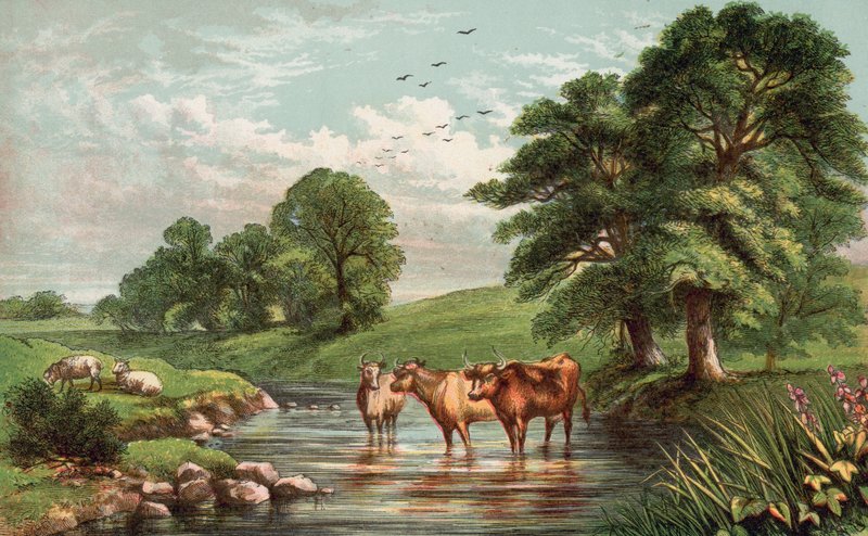 Vaches debout dans un ruisseau - English School