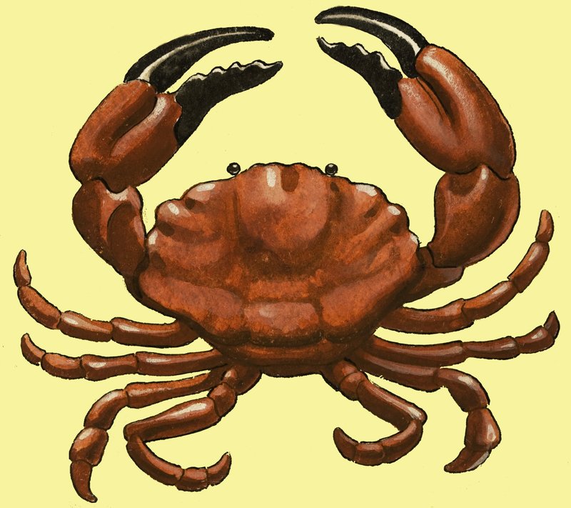 Crabe - English School