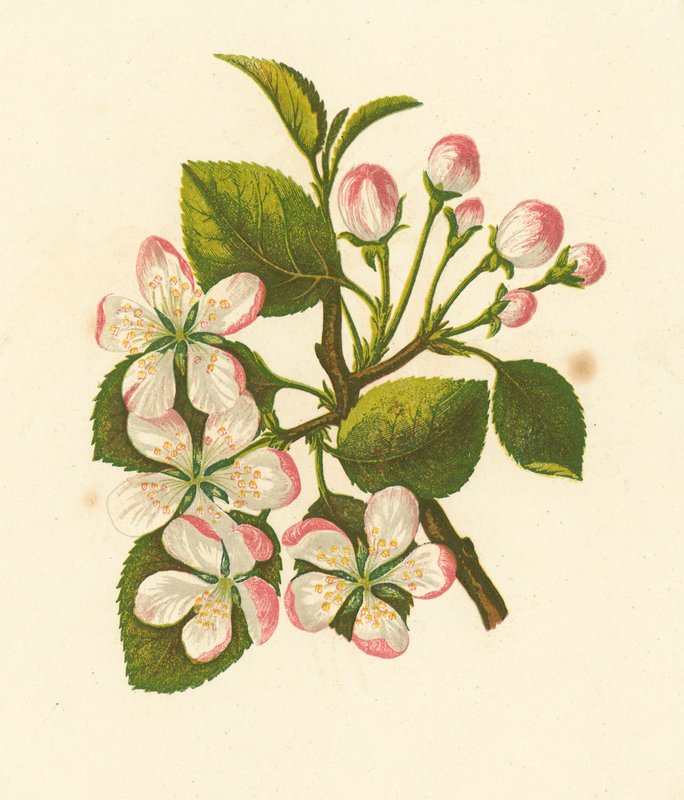 Pommier sauvage, Pyrus Malus - English School