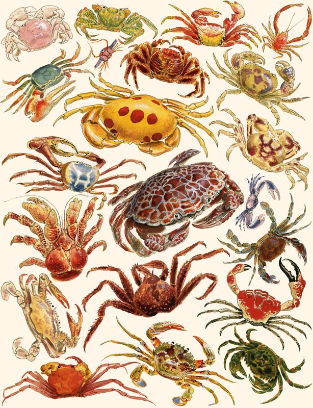 Crabes - English School