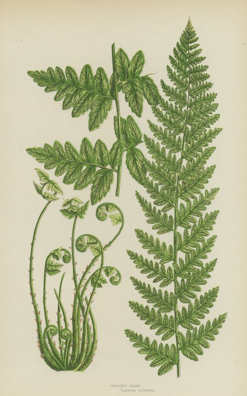 Fougère crêtée - English School