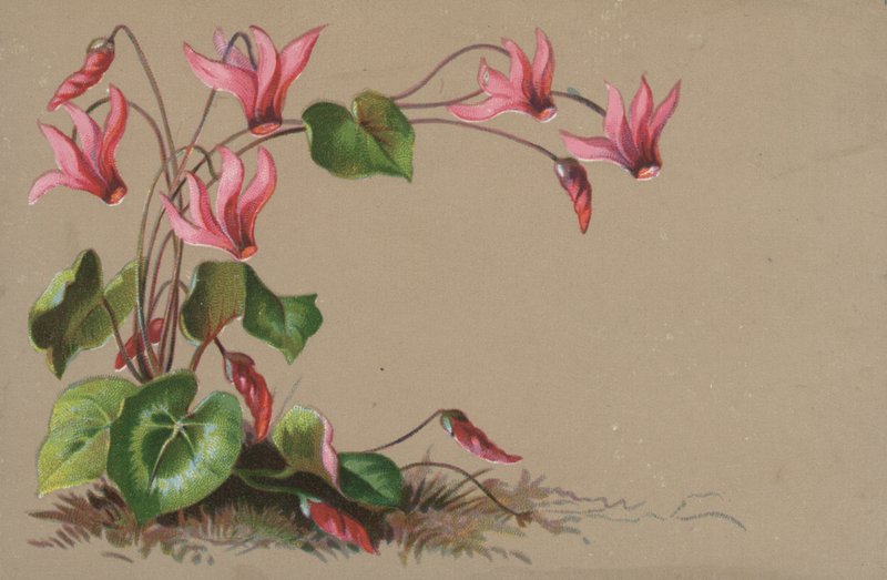 Cyclamen - English School