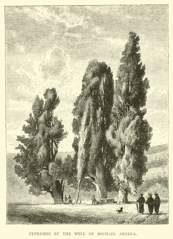 Cyprès près du Puits de Michel-Ange - English School