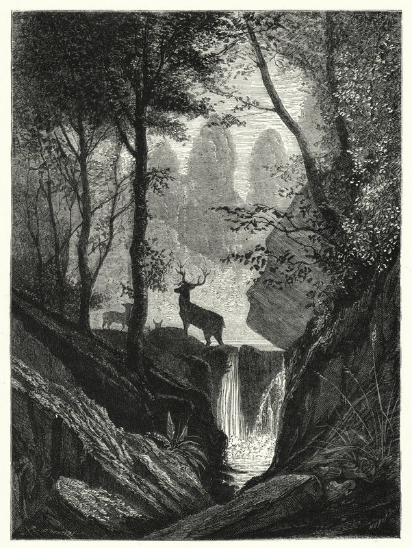 Cerfs dans la forêt (gravure) - English School