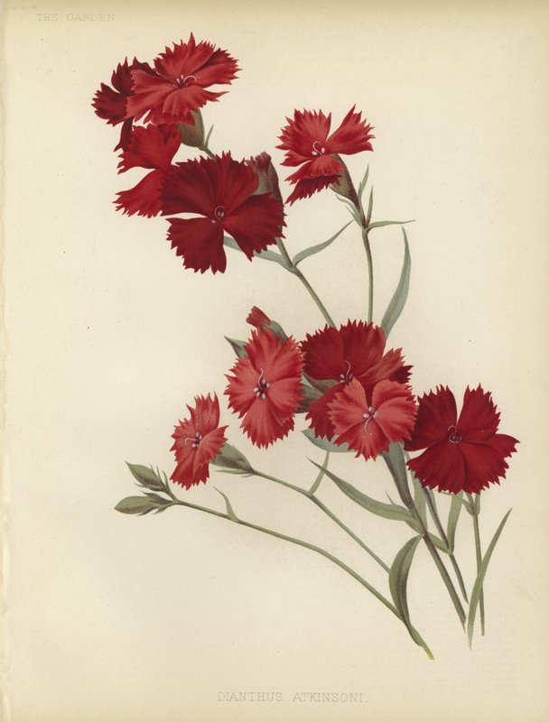 Dianthus Atkinsoni - English School