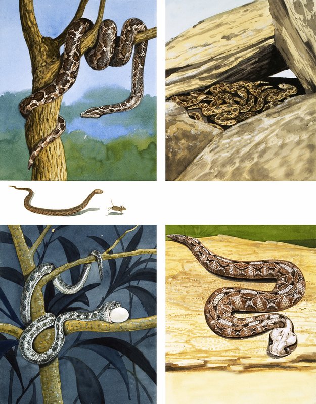 Différents types de serpents - English School