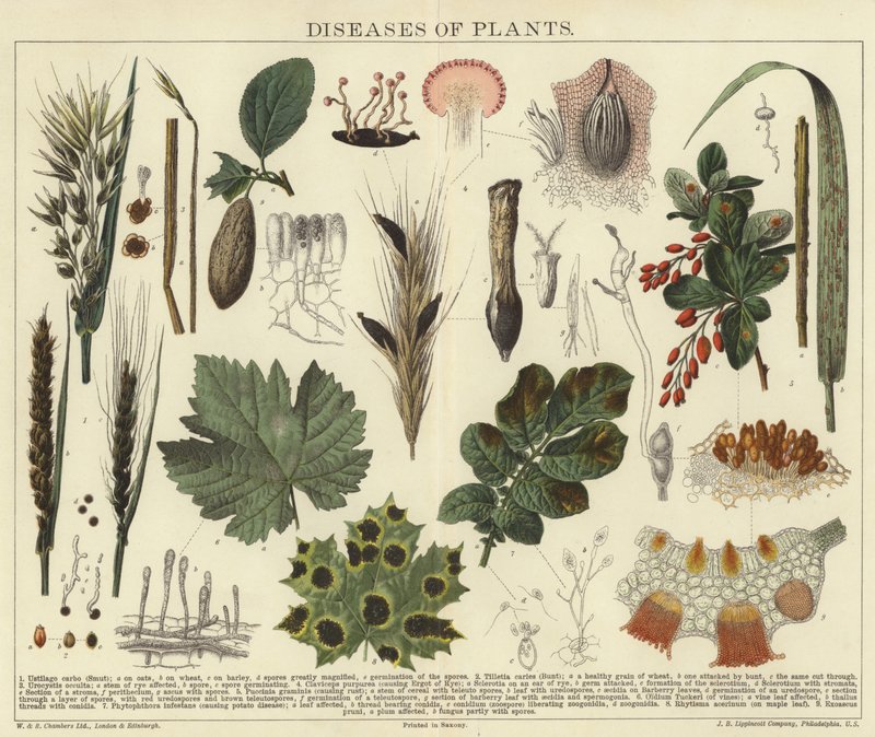 Maladies des plantes - English School
