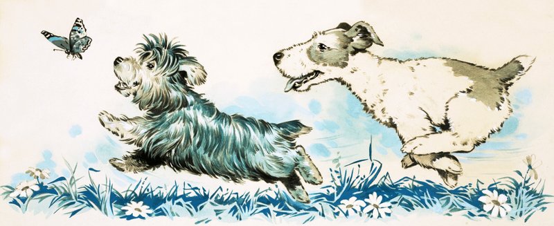 Chiens chassant un papillon - English School