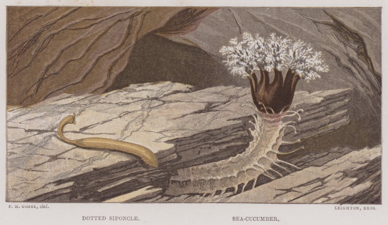 Siponcle tacheté, concombre de mer - English School