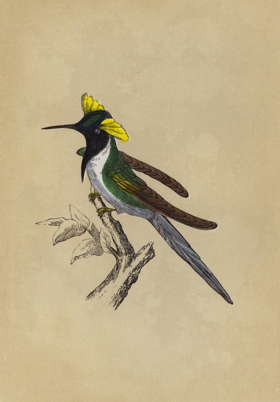 Colibri à double crête - English School