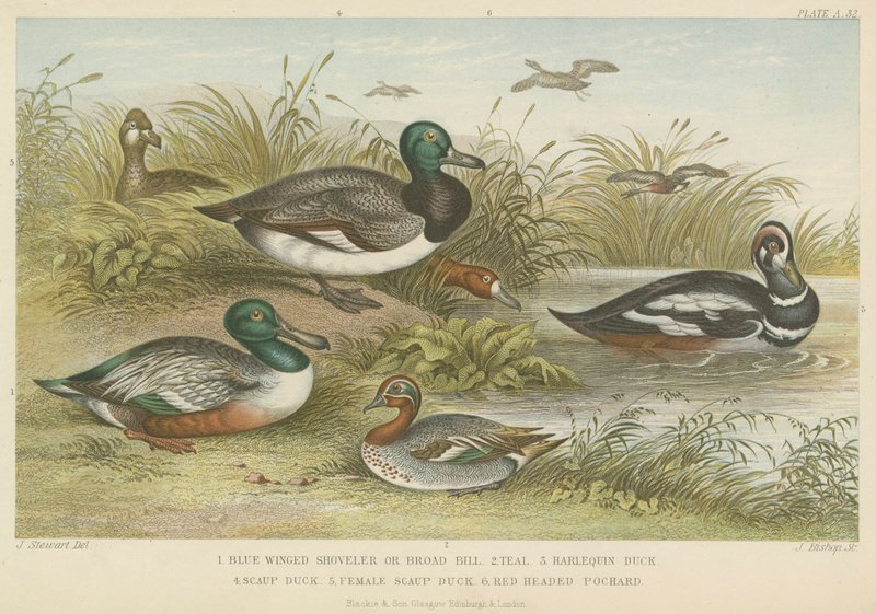 Canards (gravure en couleur) - English School