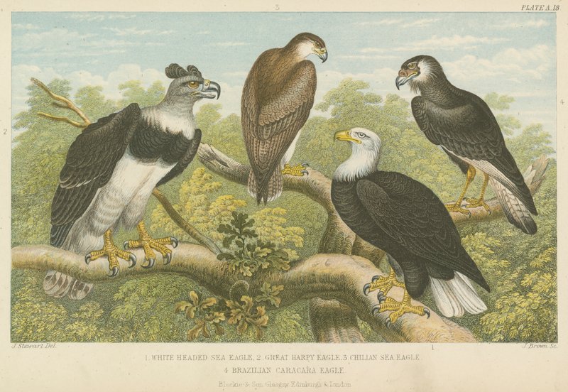 Aigles - English School