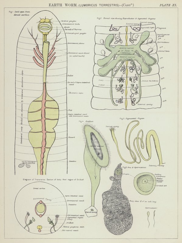 Ver de terre, Lumbricus Terrestris - English School