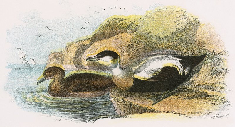Canard eider - English School