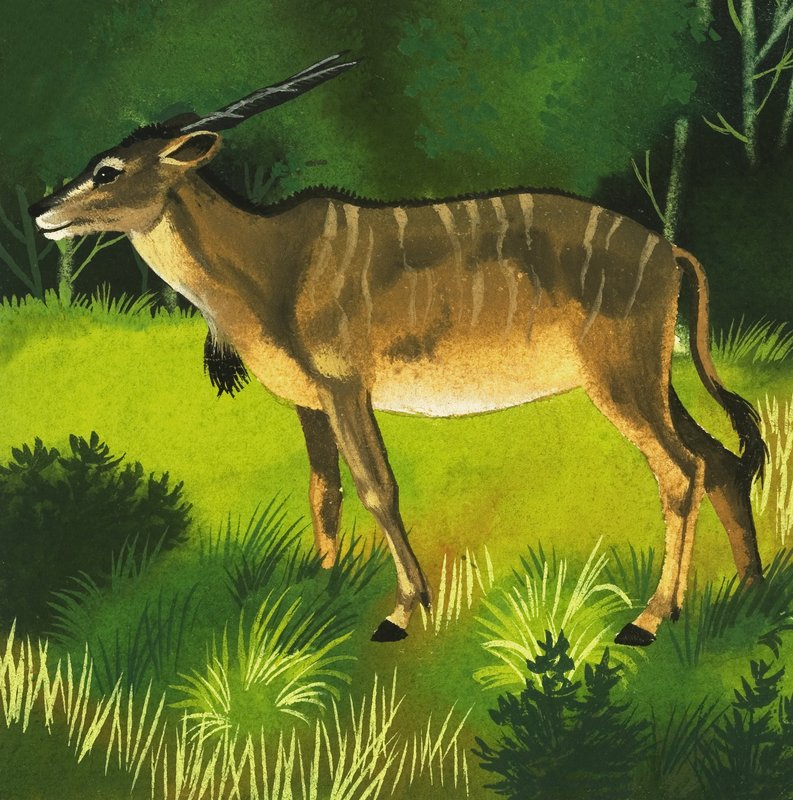 Antilope éland - English School