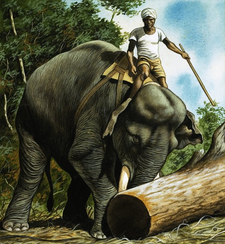 Éléphant roulant une bûche - English School