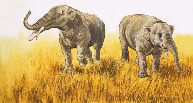 Éléphants - English School