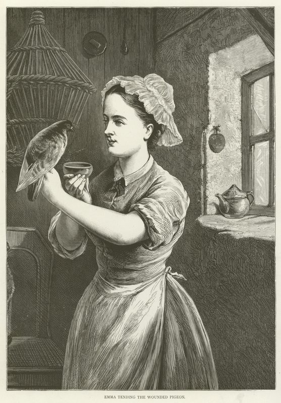 Emma soignant le pigeon blessé - English School