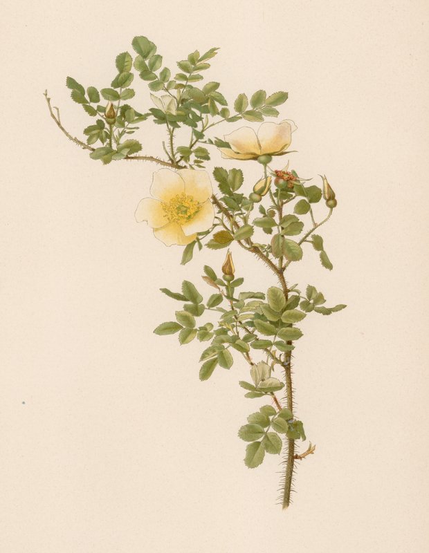 Rose anglaise - English School