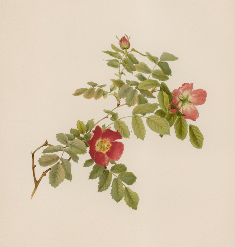 Rose anglaise - English School