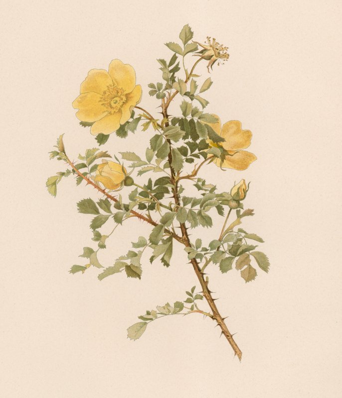 Rose anglaise - English School