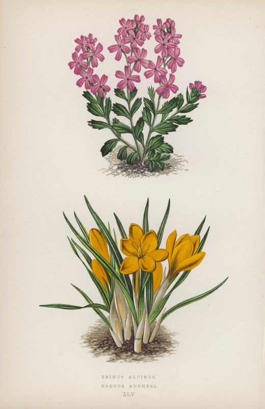 Erinus Alpinus; Crocus Aucheri - English School