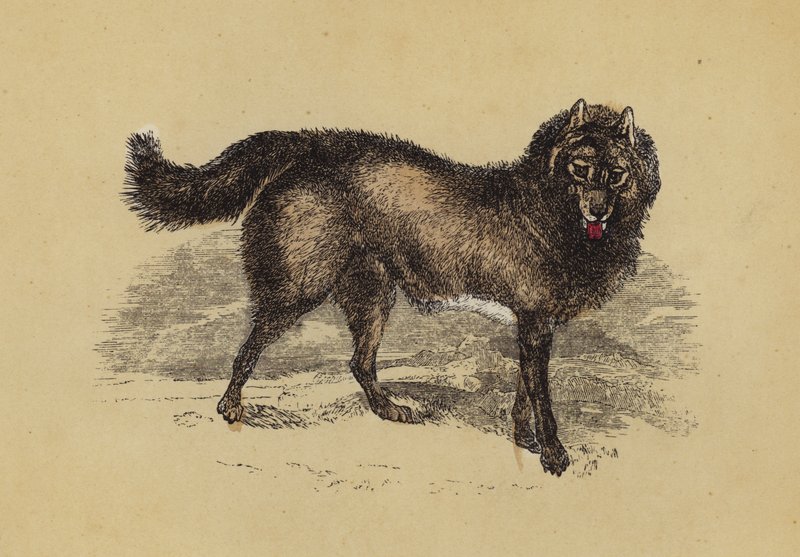 Chien esquimau - English School