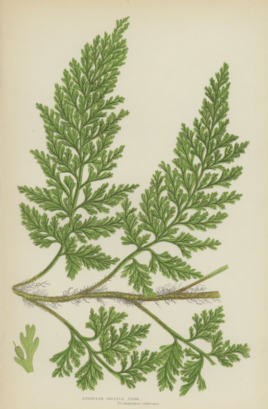 Fougère à soies européenne (lithographie en couleur) - English School