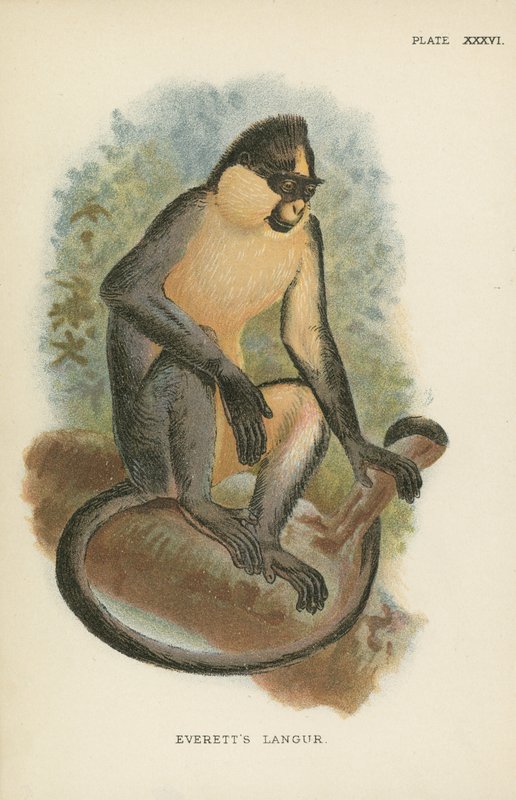 Le Langur d