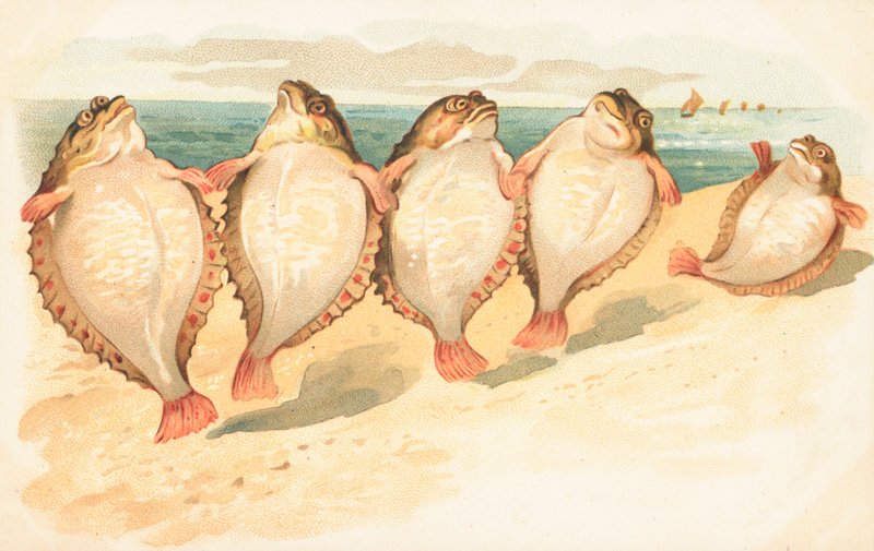 Cinq poissons plats dansant sur une plage - English School