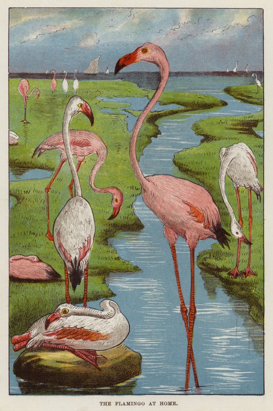 Flamants roses - English School