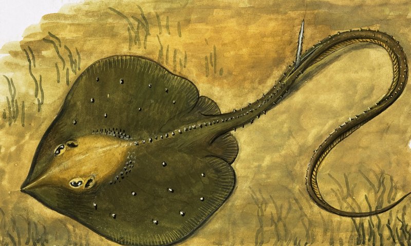 Poisson plat - English School