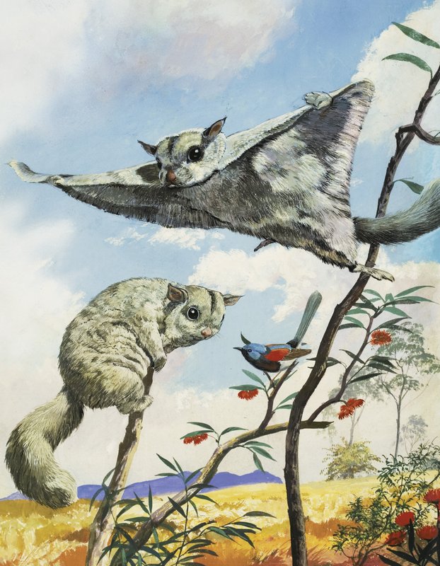 Écureuils volants - English School