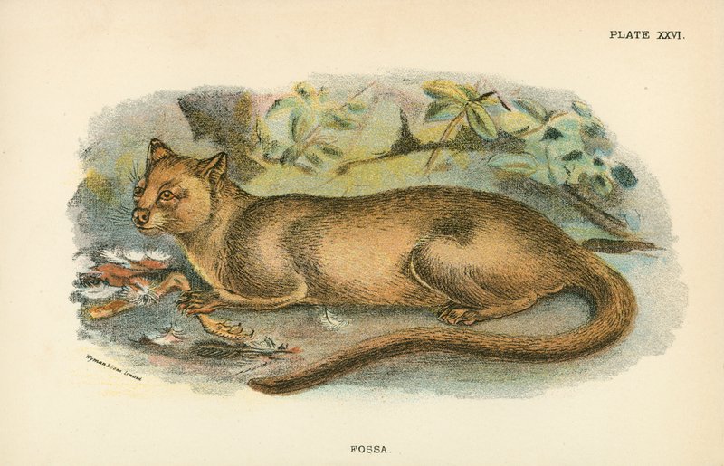 Fossa - English School