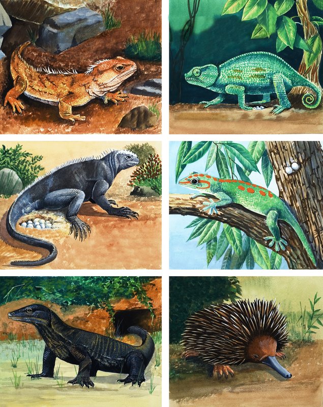 Animaux à quatre pattes qui pondent des œufs - English School