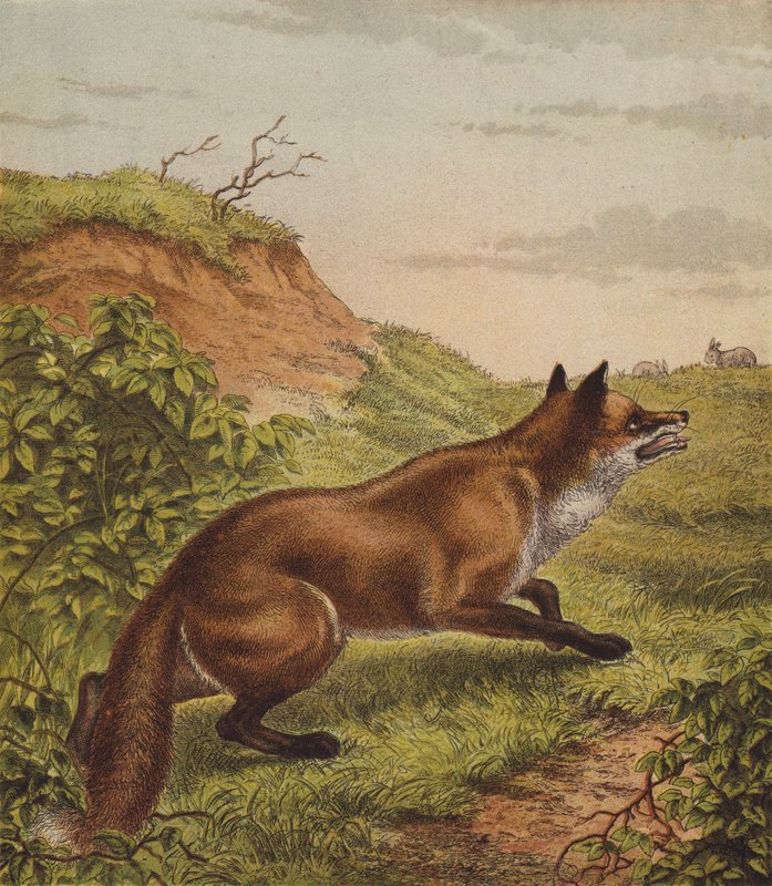 Renard - English School