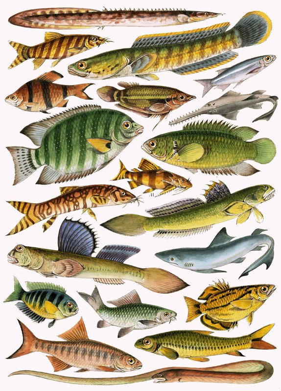 Poissons d