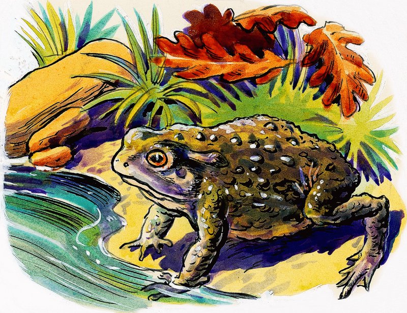 Grenouille - English School