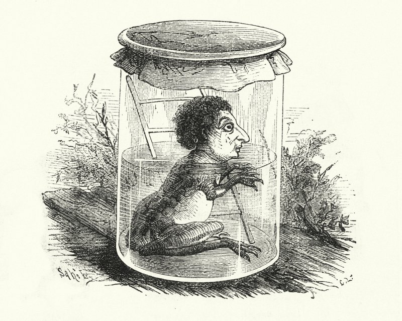 Grenouille dans un bocal - English School