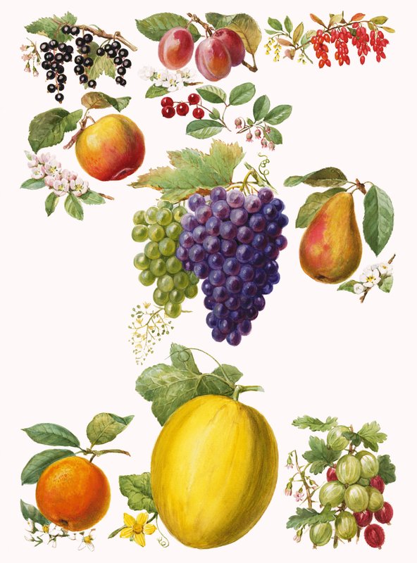Fruits - English School