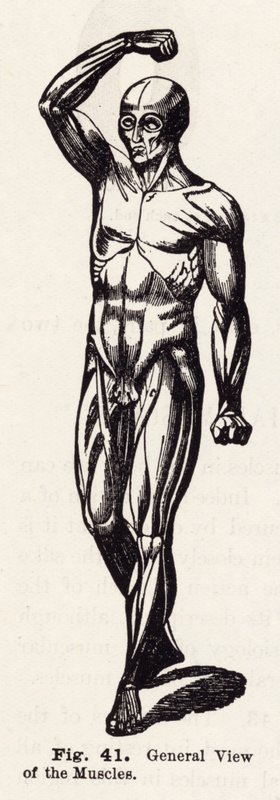 Vue générale des muscles - English School